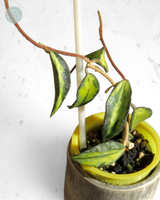 Hoya phuwuaensis (variegated)
