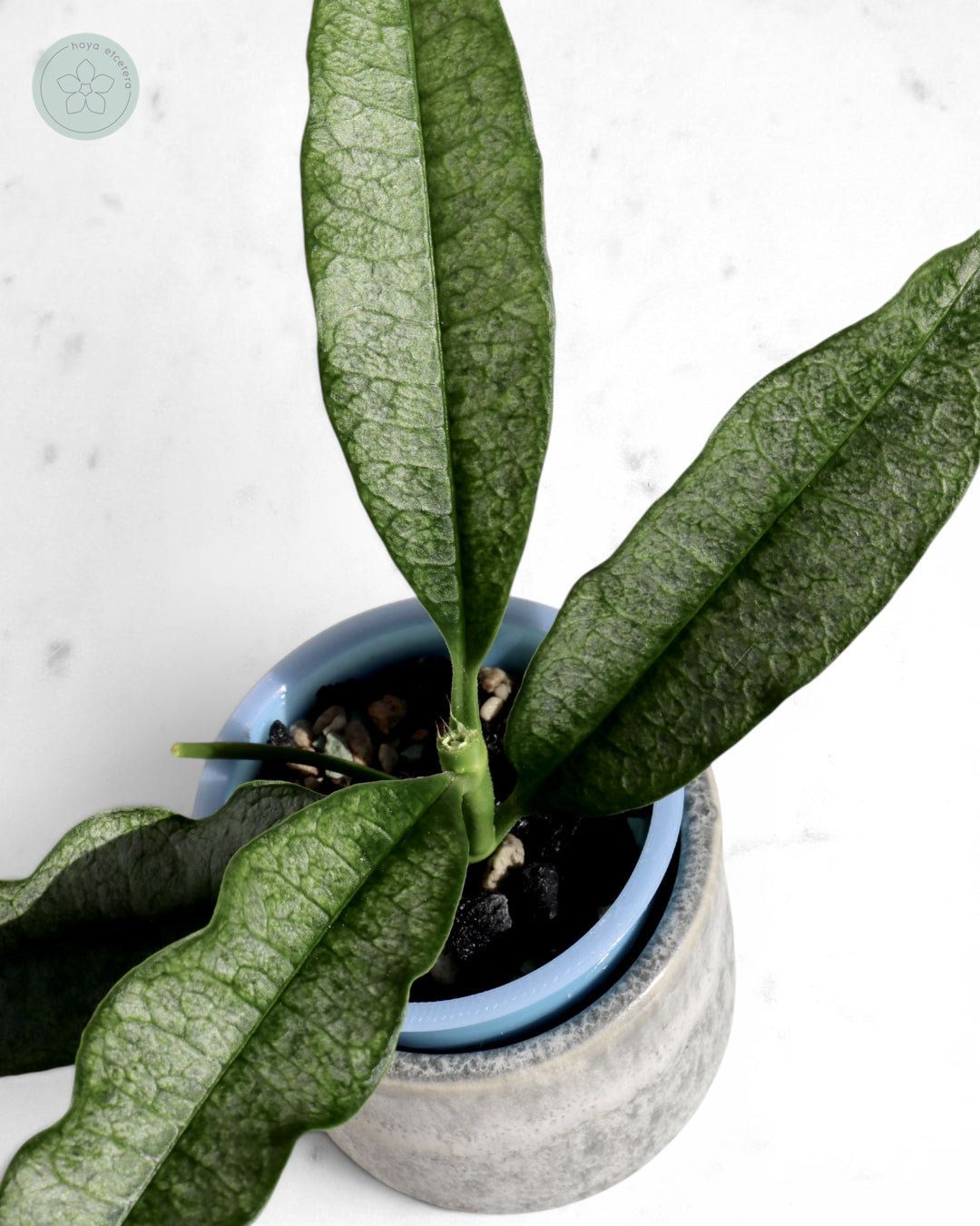 Hoya irisae (silver)