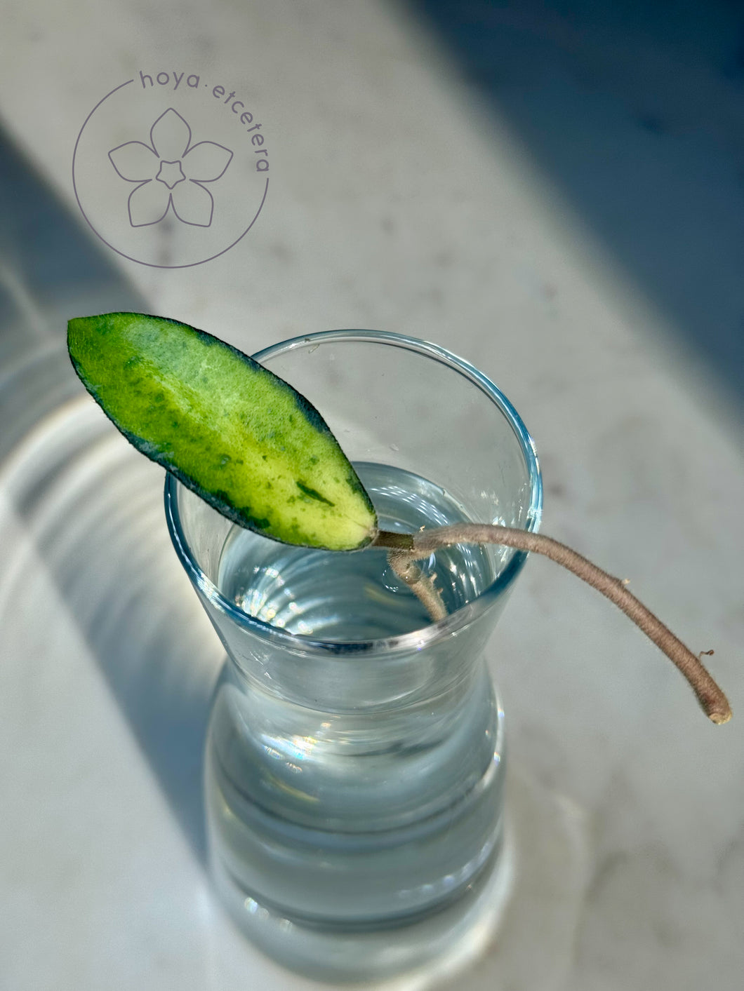 Hoya phuwuaensis (variegated) 🌱 cutting