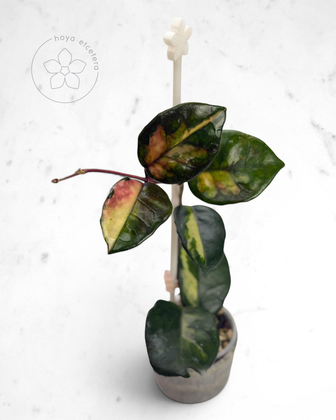 Hoya 'Momo'