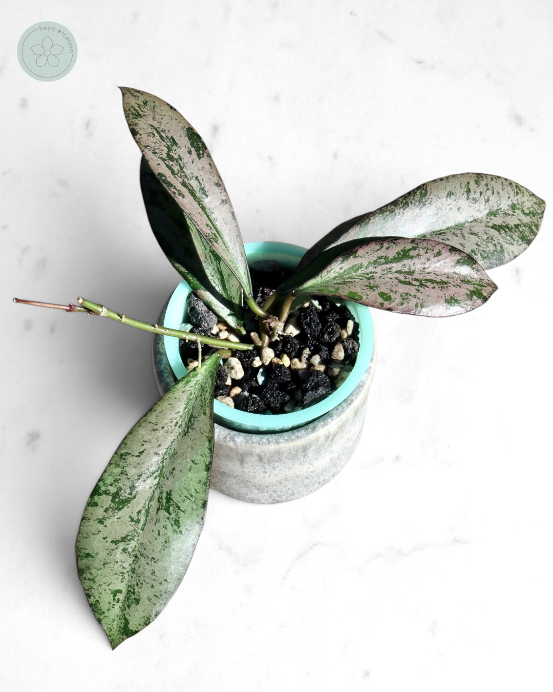 Hoya 'Argentella Luna'