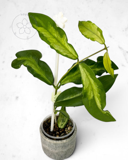 Hoya pimenteliana (variegated)