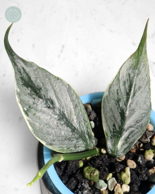 Hoya polyneura 'Diem Fairy Queen' (albo silver)