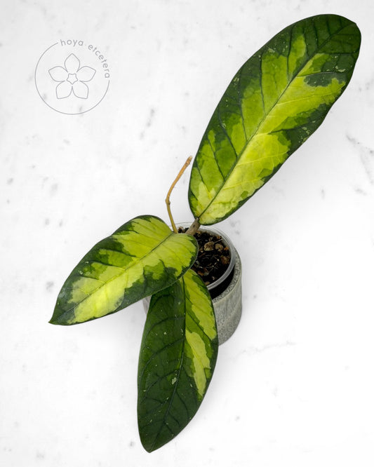 Hoya sp. Aceh 'Ladia Galaska'