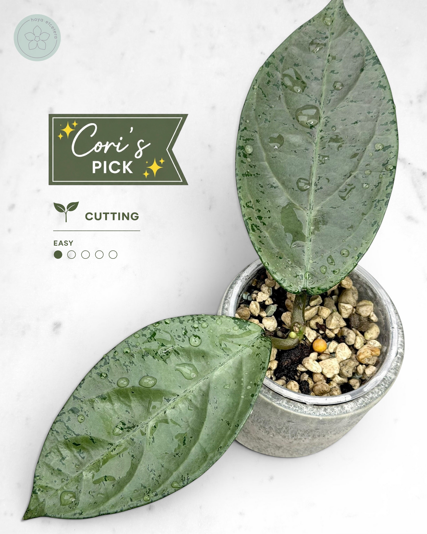 Hoya sp. Lai chau (silver)