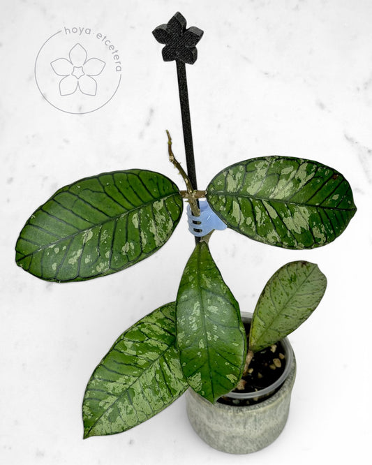 Hoya sp. Gunung Gading (Ghost)