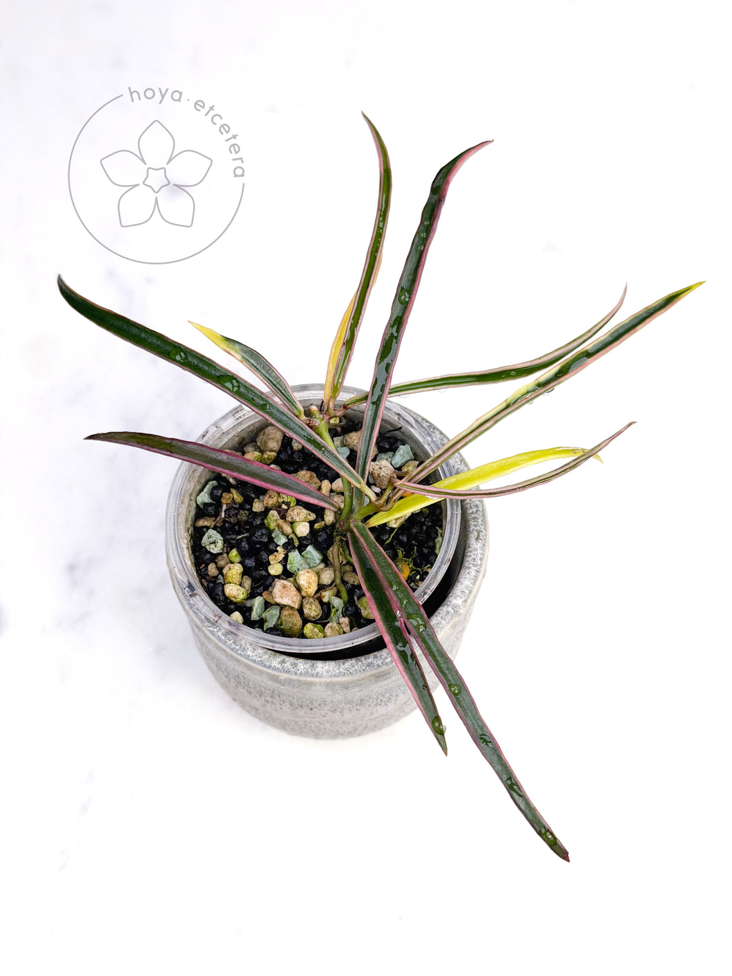 Hoya acicularis (variegated)