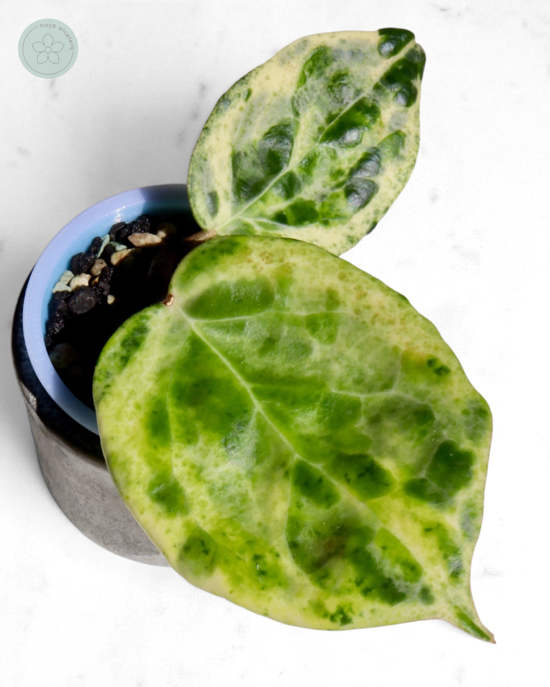 Hoya 'Candy'