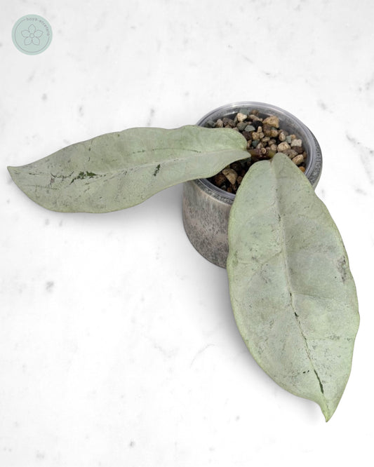Hoya mitrata (sp. Buntok silver AH clone)
