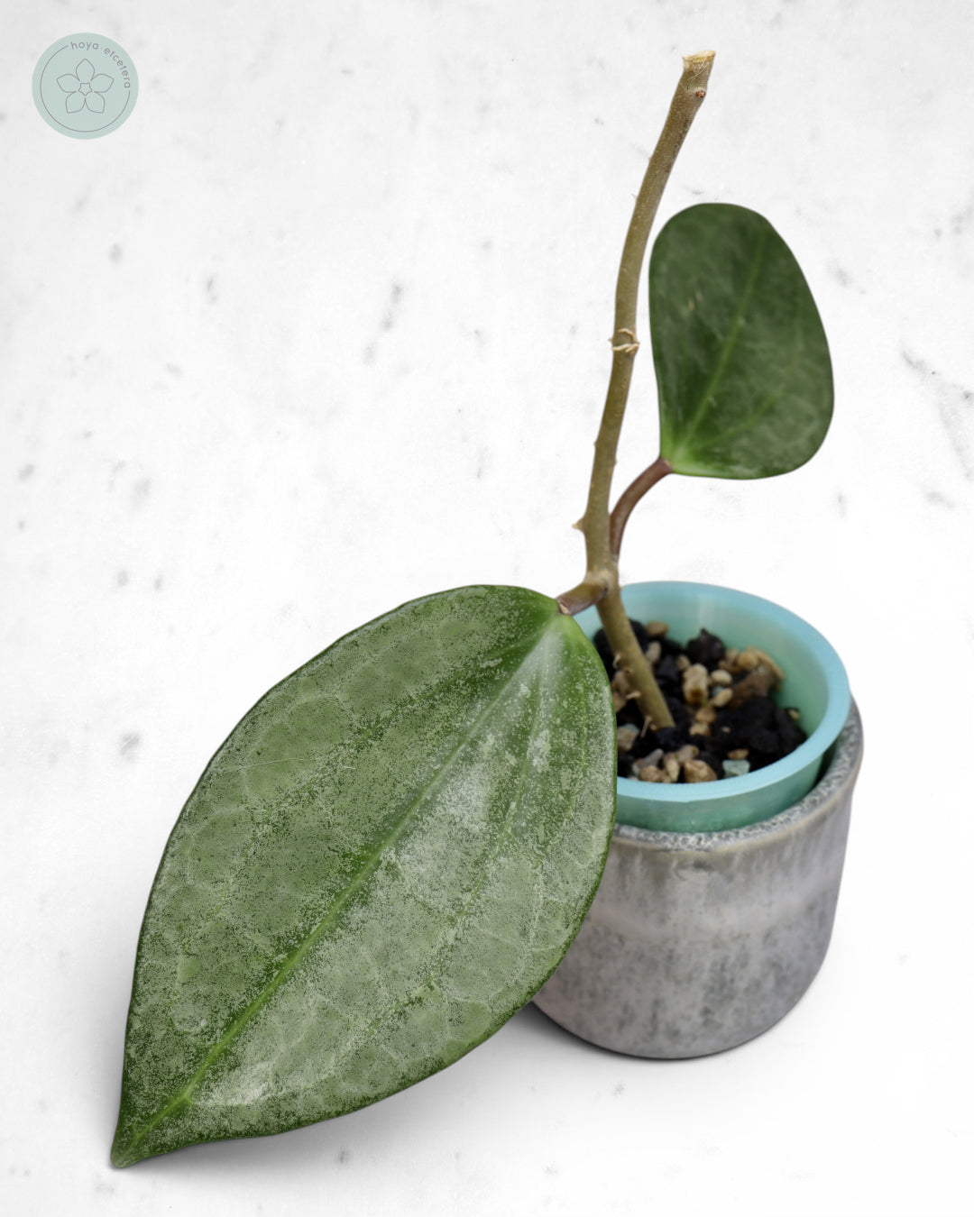 Hoya latifolia 'Rimba Perak' (silver)