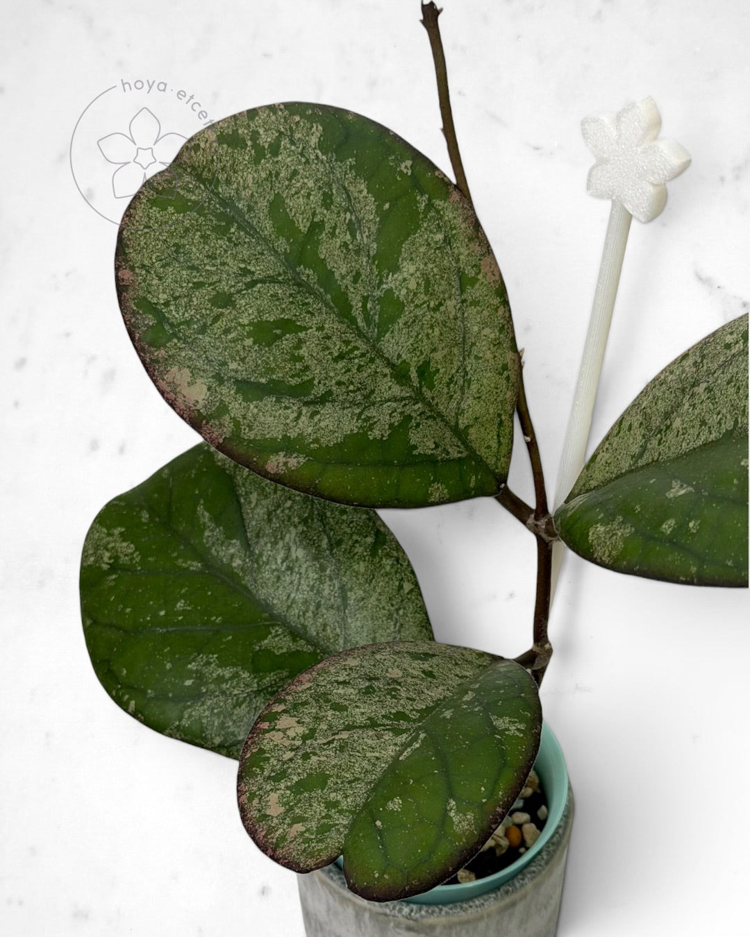 Hoya patcharawalai seedling (selection by Ice) 🌱 cutting