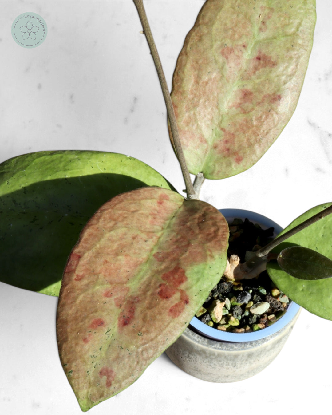 Hoya sp. Menak Sopal (silver)