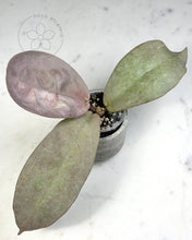 Load image into Gallery viewer, Hoya mitrata (Pearl Gold) 🦄
