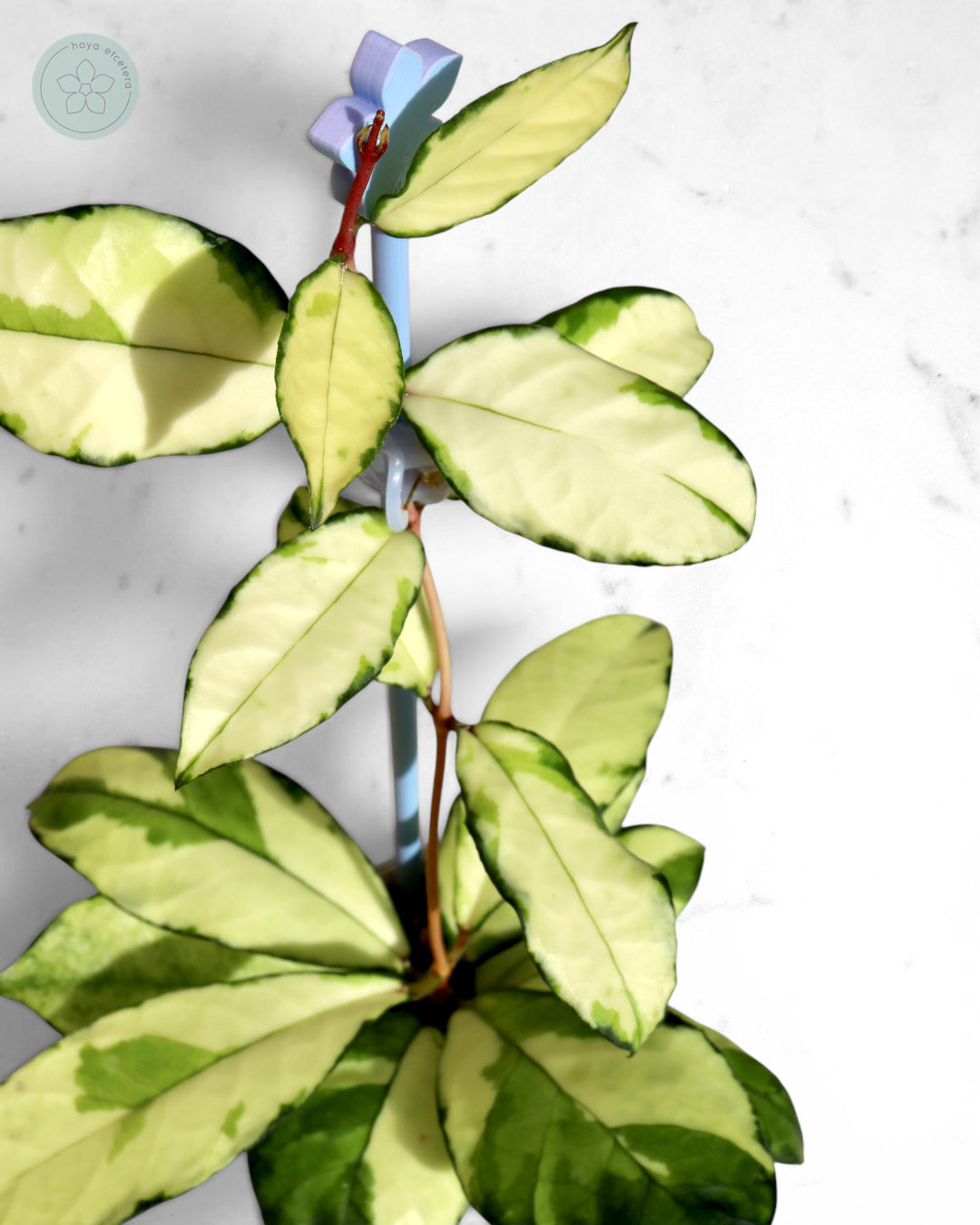Hoya crassipetiolata (variegated)