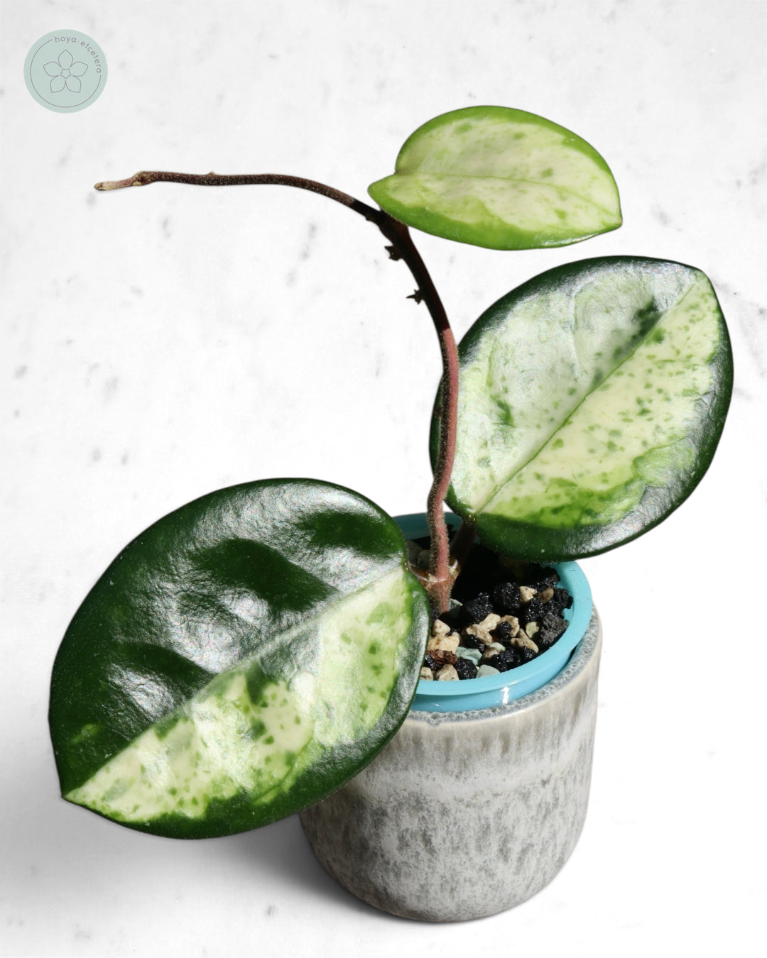 Hoya carnosa 'Madara' (Green Edge)