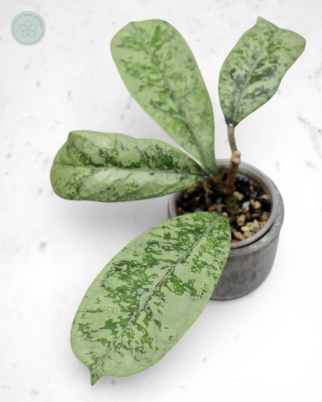 Hoya 'Lorelai'
