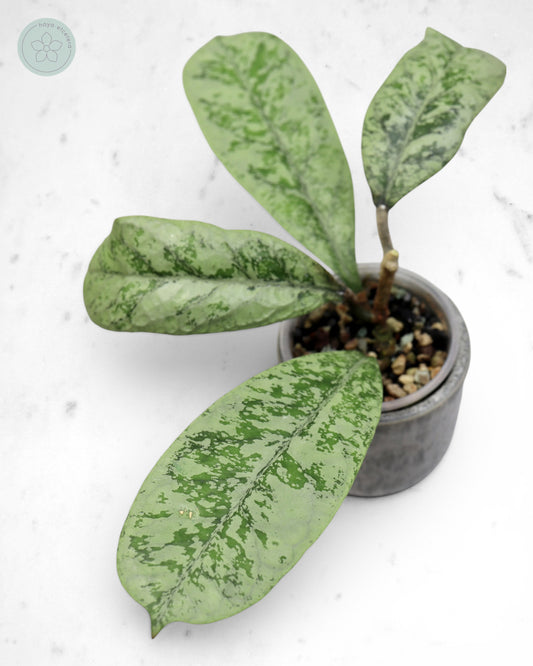 Hoya 'Lorelai'