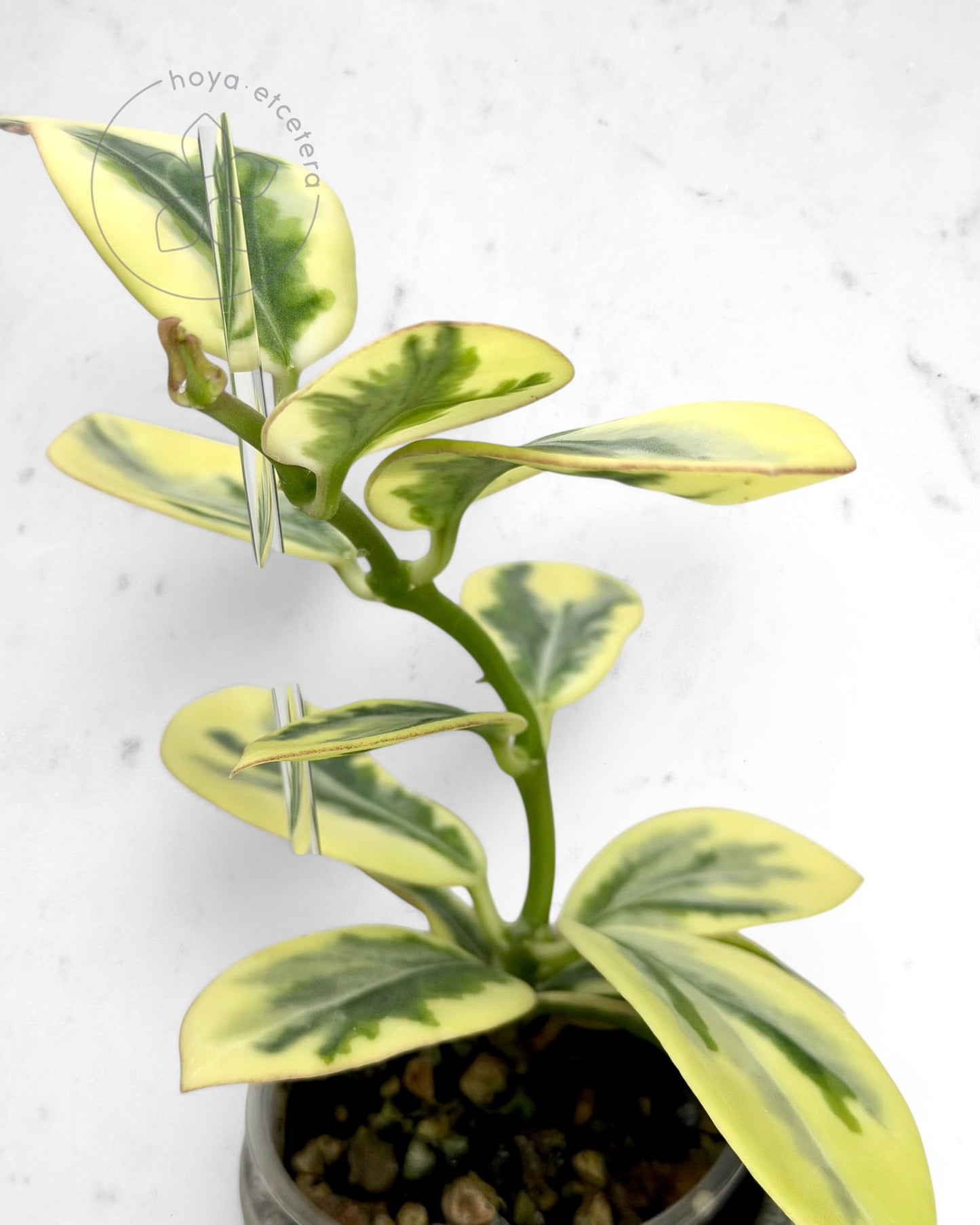 Hoya para 'Emerald Frost'