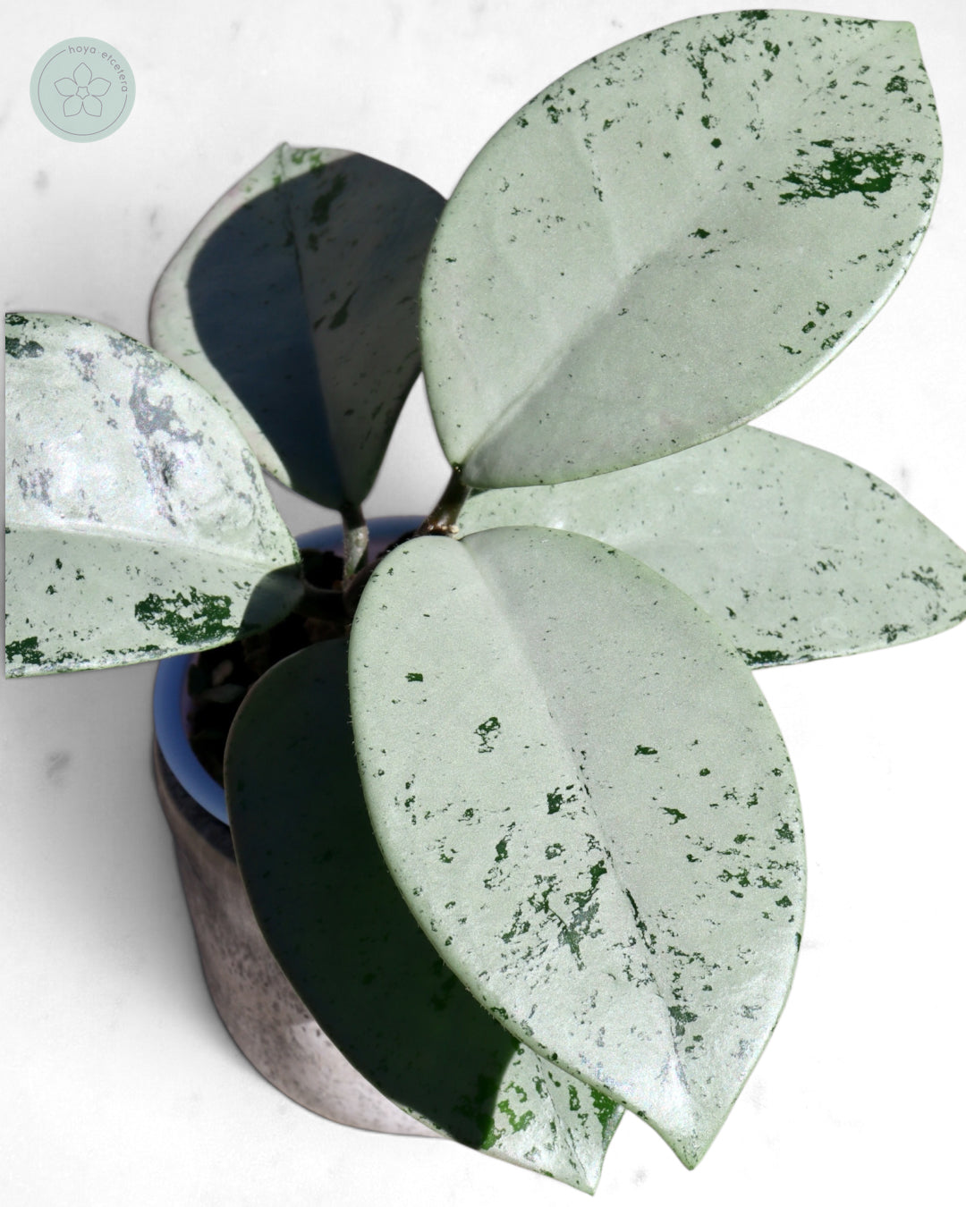 Hoya 'Stardust' (silver)