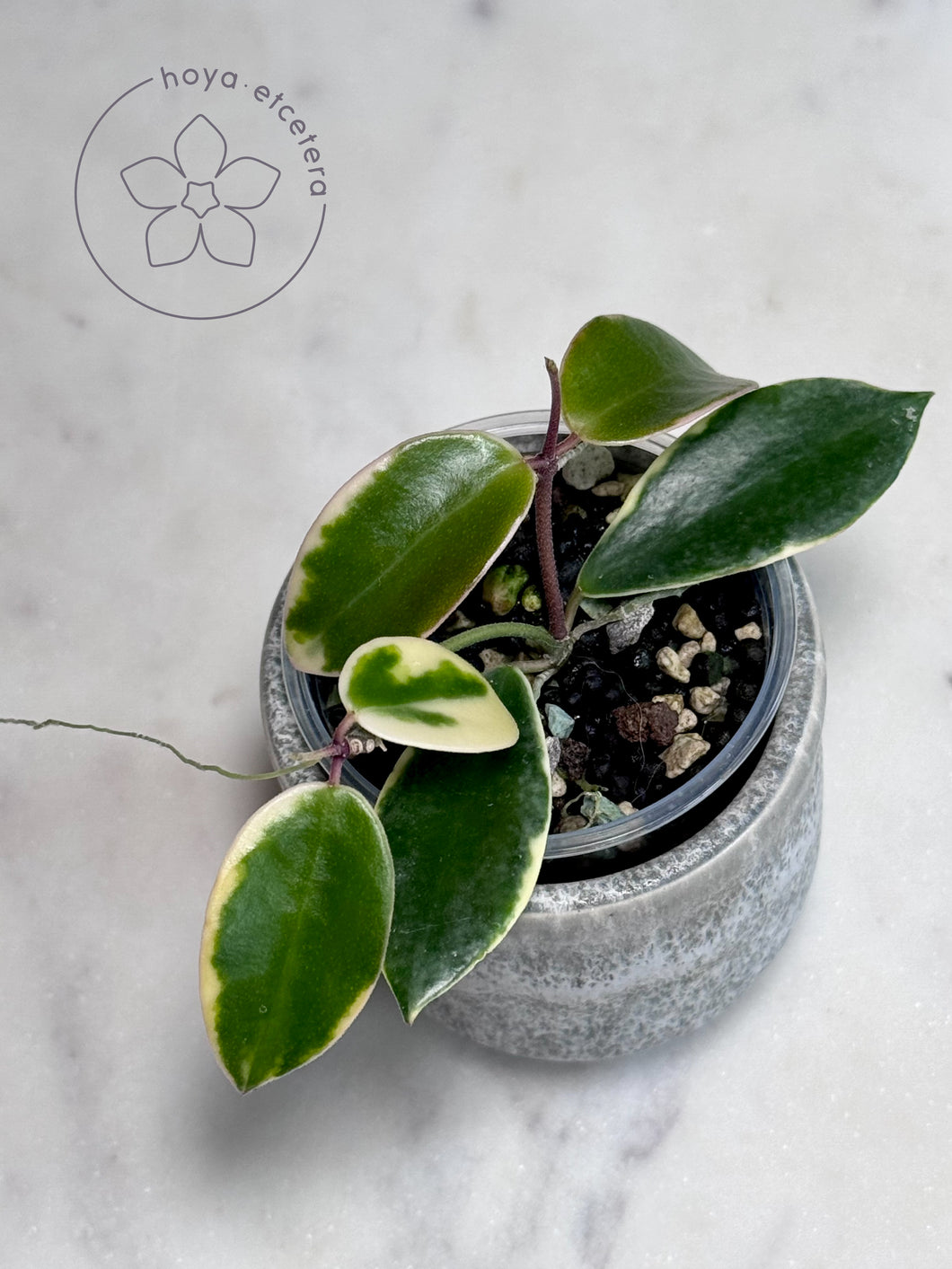 Hoya halophila (outer variegated)