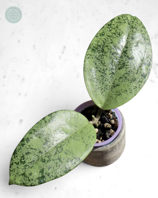 Hoya sp. Ponorogo (silver) 🌱 cutting