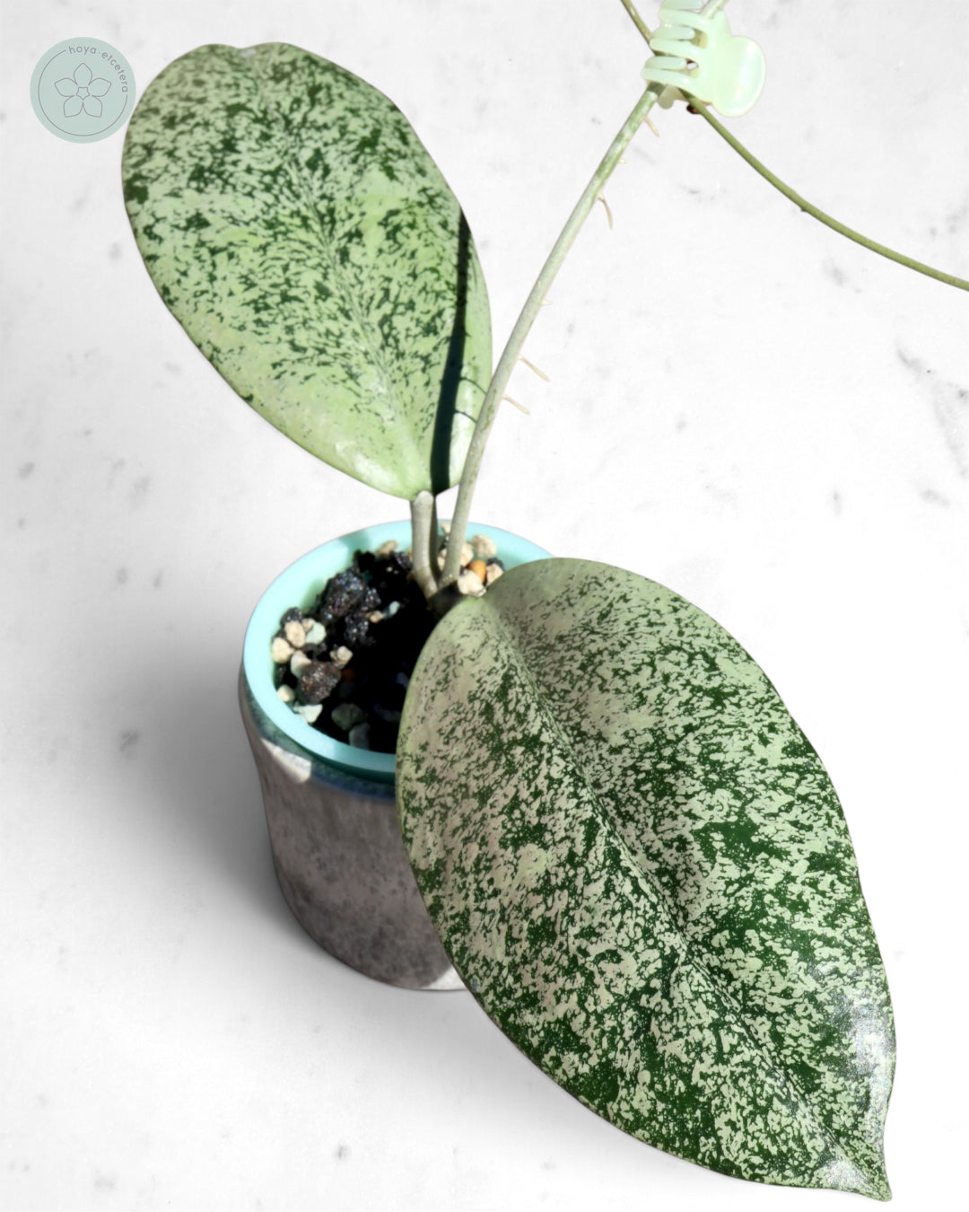 Hoya sp. Ponorogo (silver)