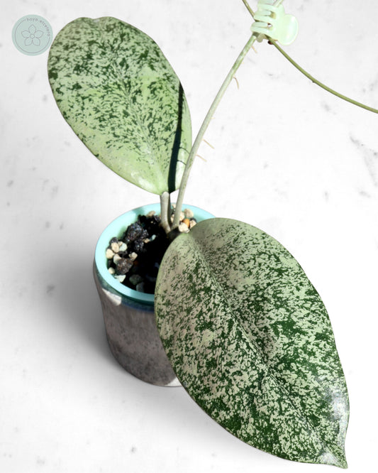 Hoya sp. Ponorogo (silver)
