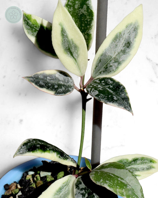 Hoya lacunosa 'Lumina'