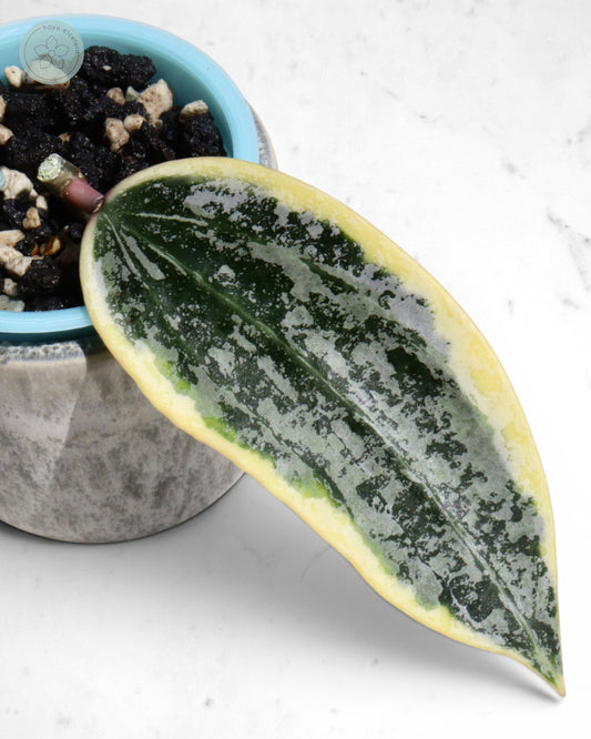 Hoya sp. Rangsan (albo splash) 🌱 cutting