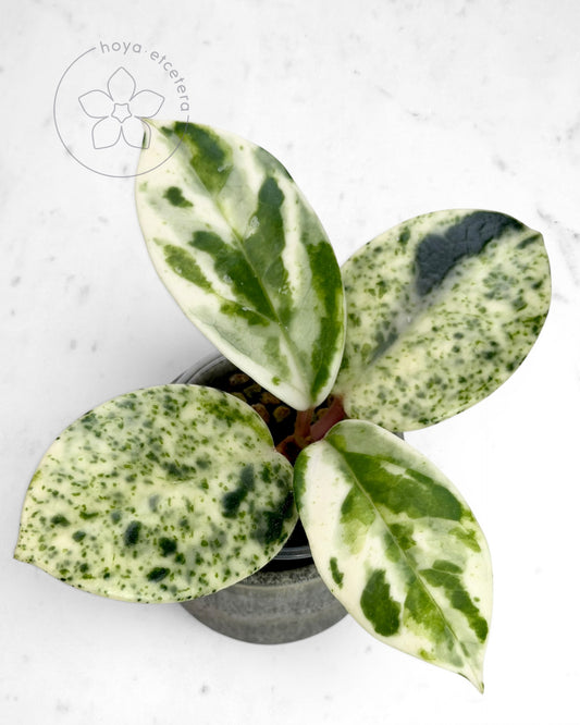 Hoya carnosa 'Madara' (Snow Angel)