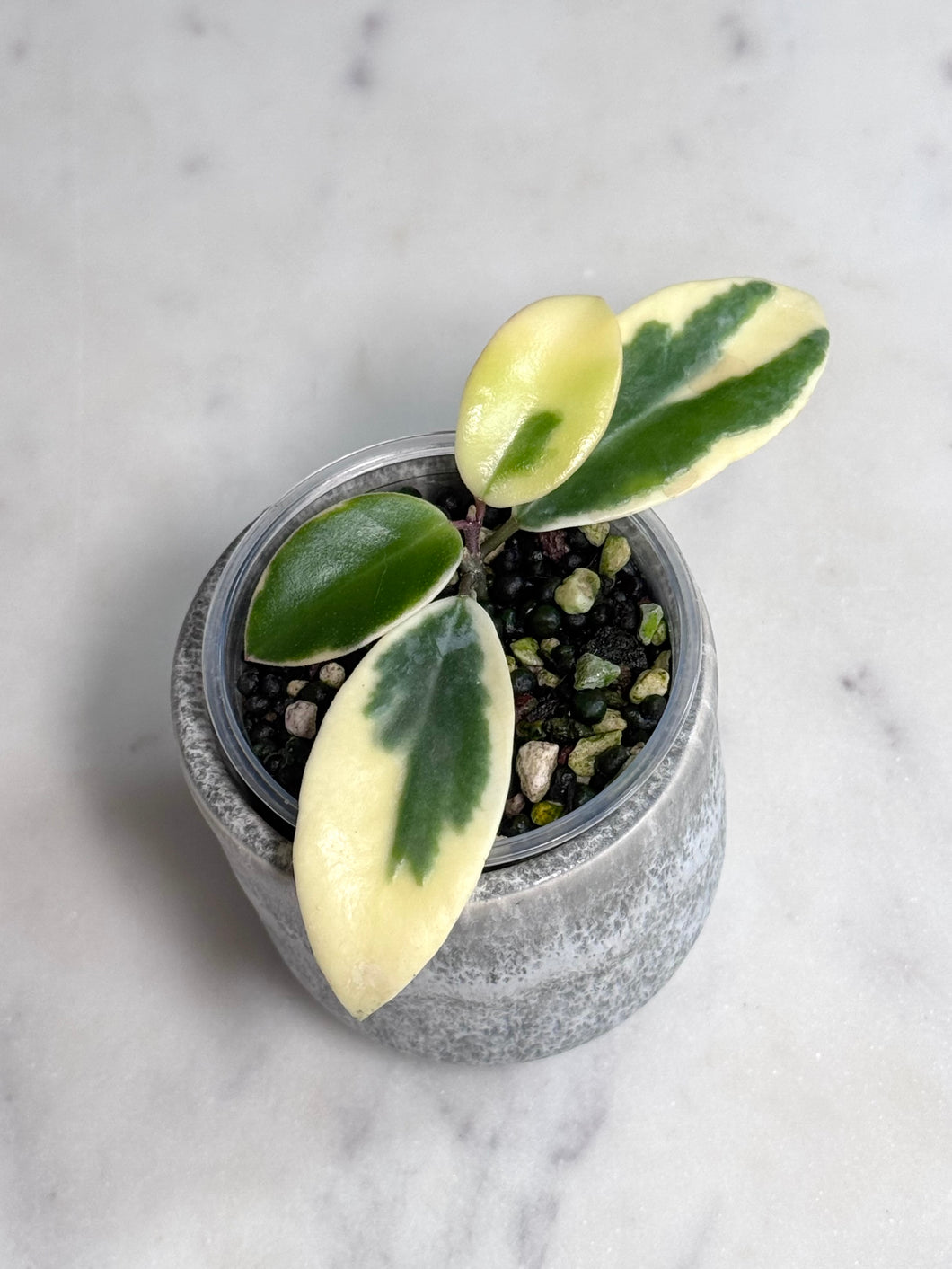 Hoya halophila (outer variegated)