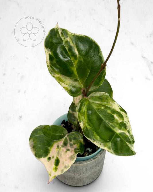Hoya 'Candy' 🌱 cutting