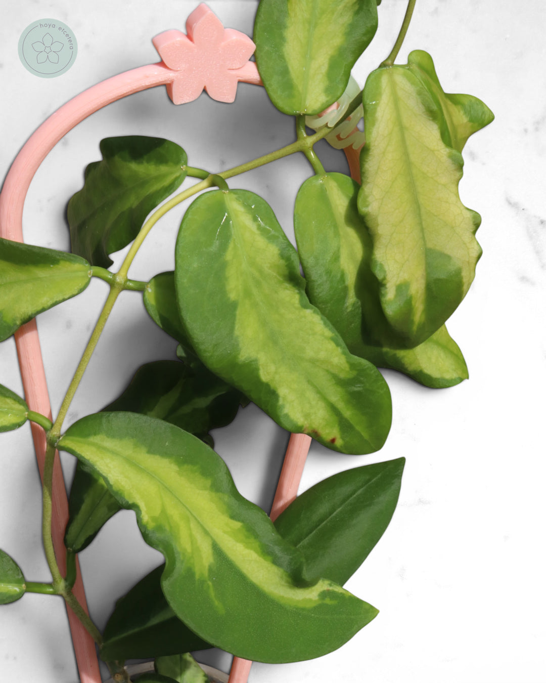 Hoya pimenteliana (variegated)