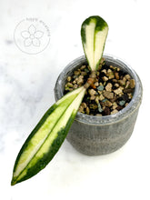 Load image into Gallery viewer, Hoya rigidifolia (variegated)
