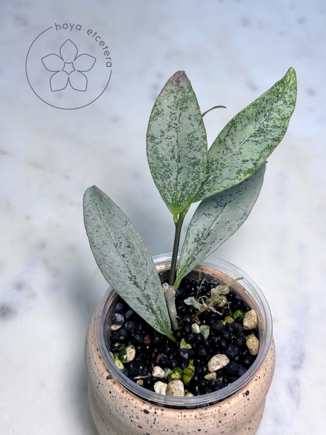 Hoya amicabilis (silver)