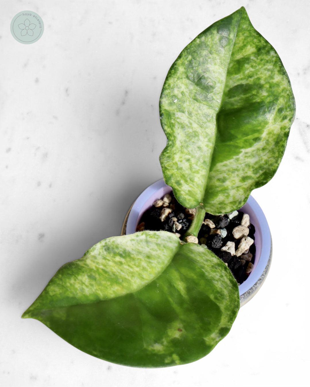 Hoya australis (peridot)