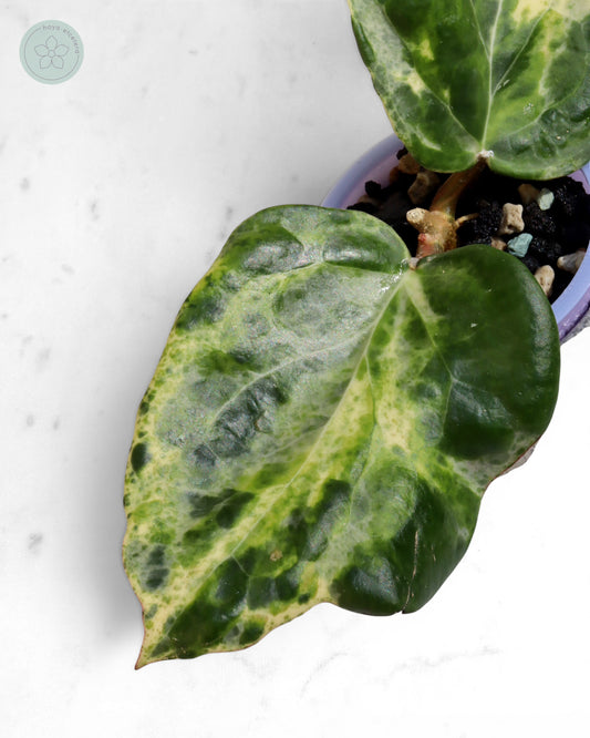 Hoya 'Candy'