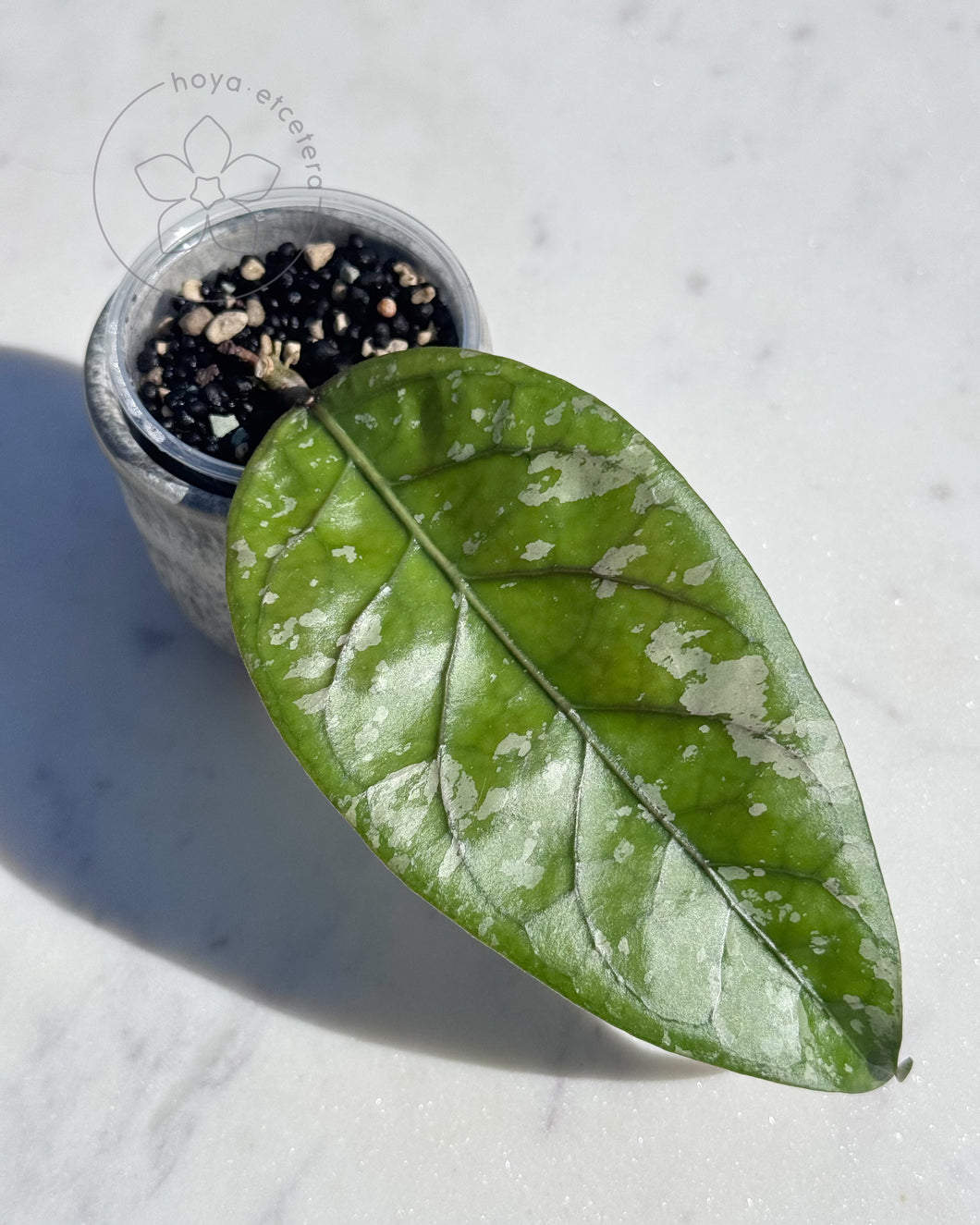 Hoya sp. Aceh Air Suri