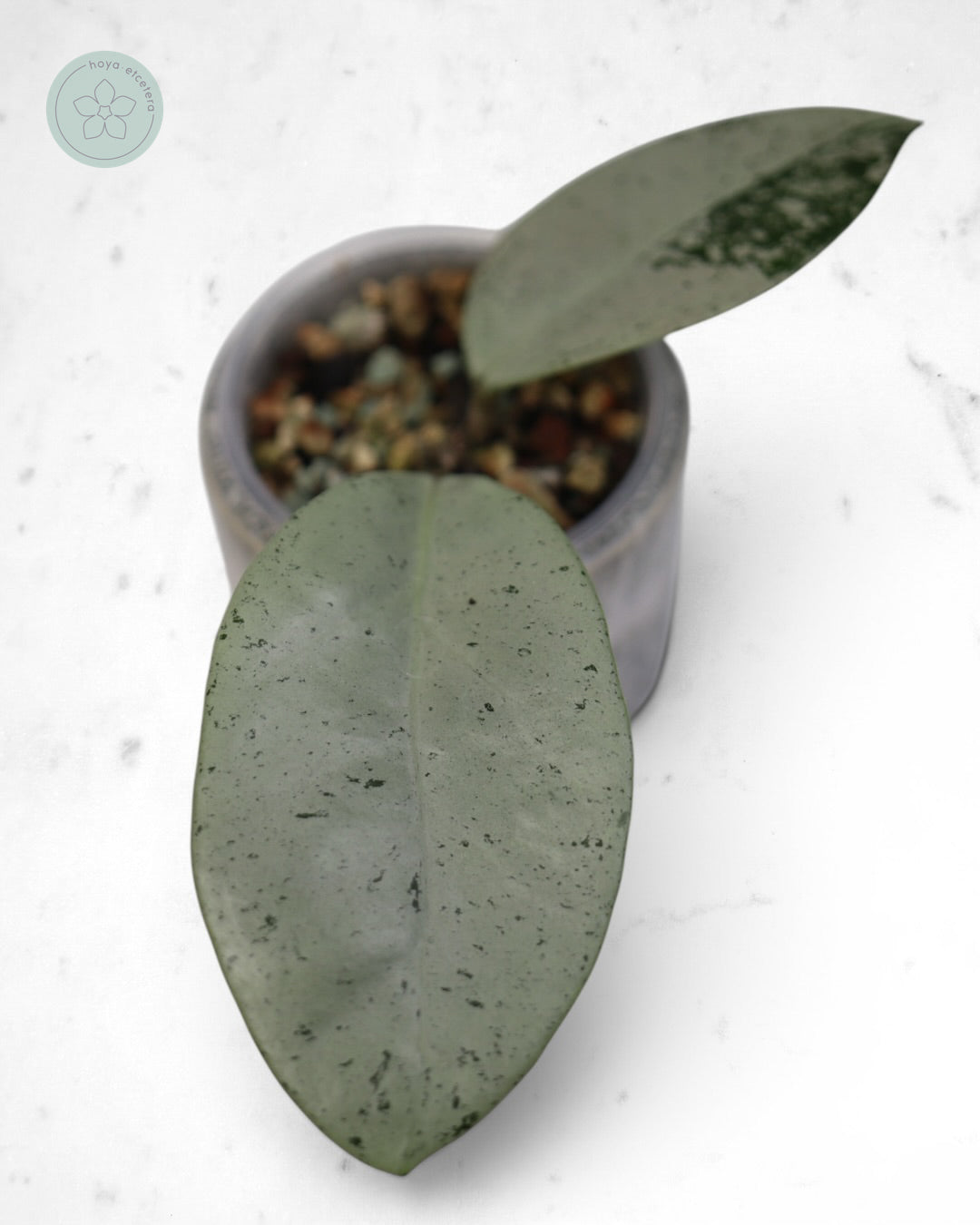 Hoya 'Stardust' (silver)