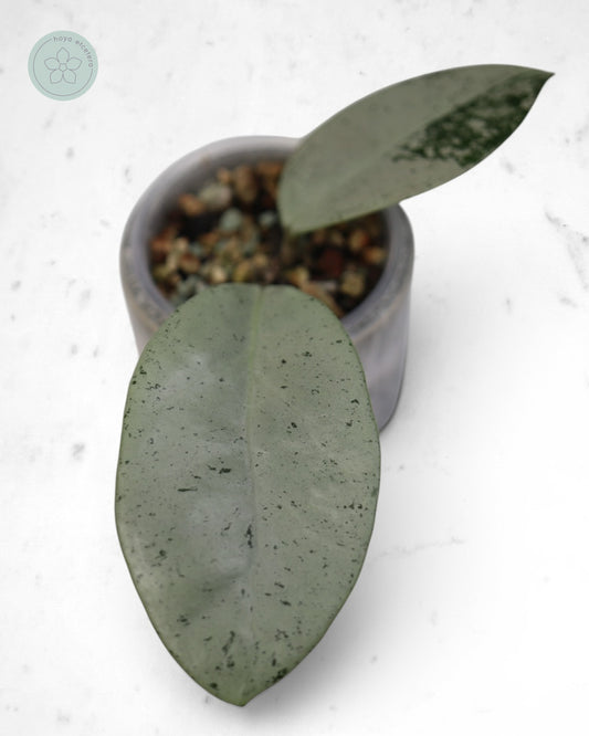Hoya 'Stardust' (silver)