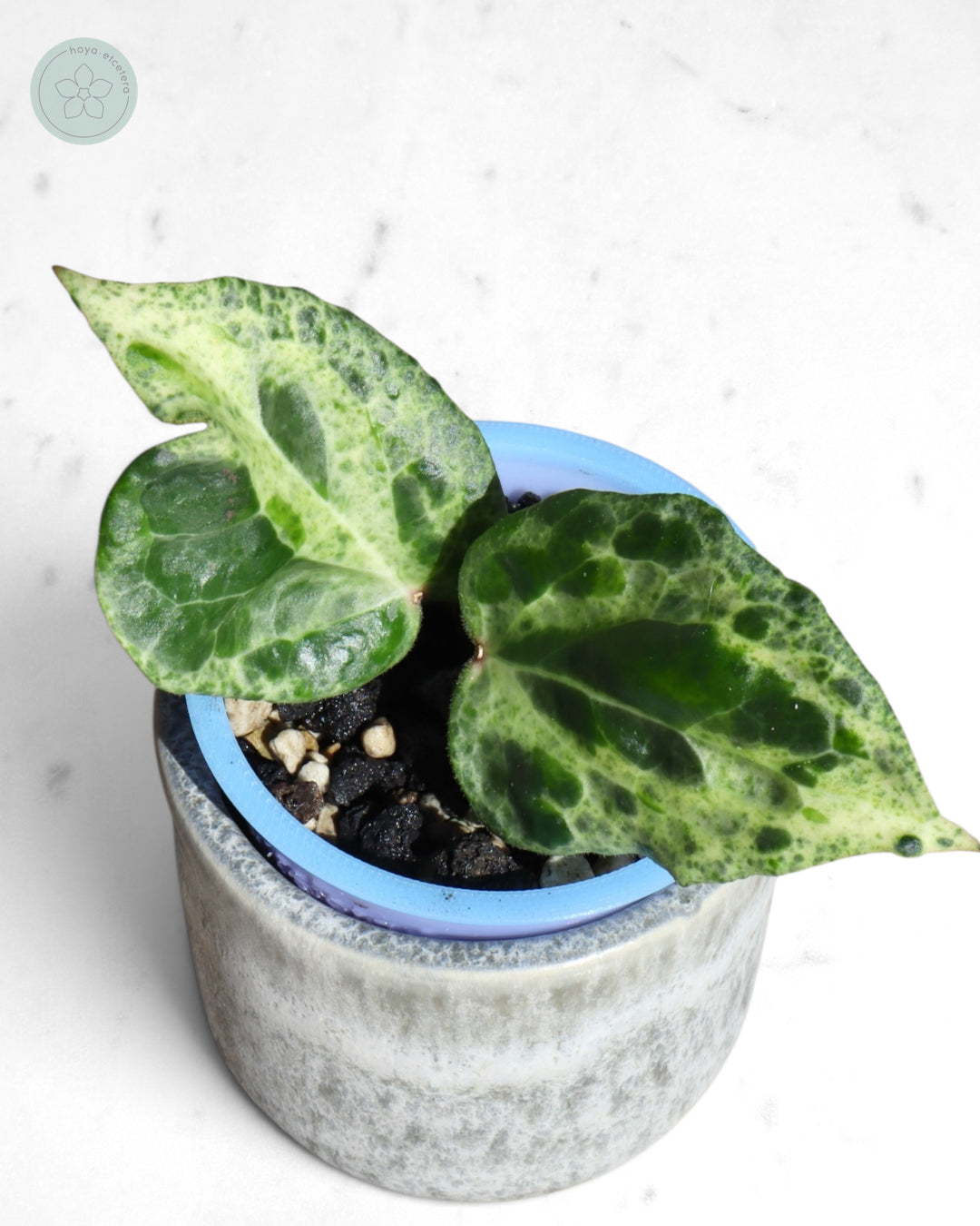 Hoya 'Candy'