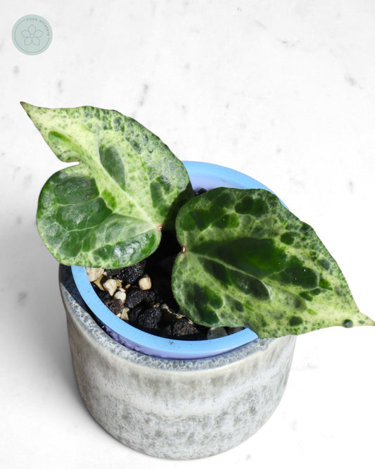 Hoya 'Candy'