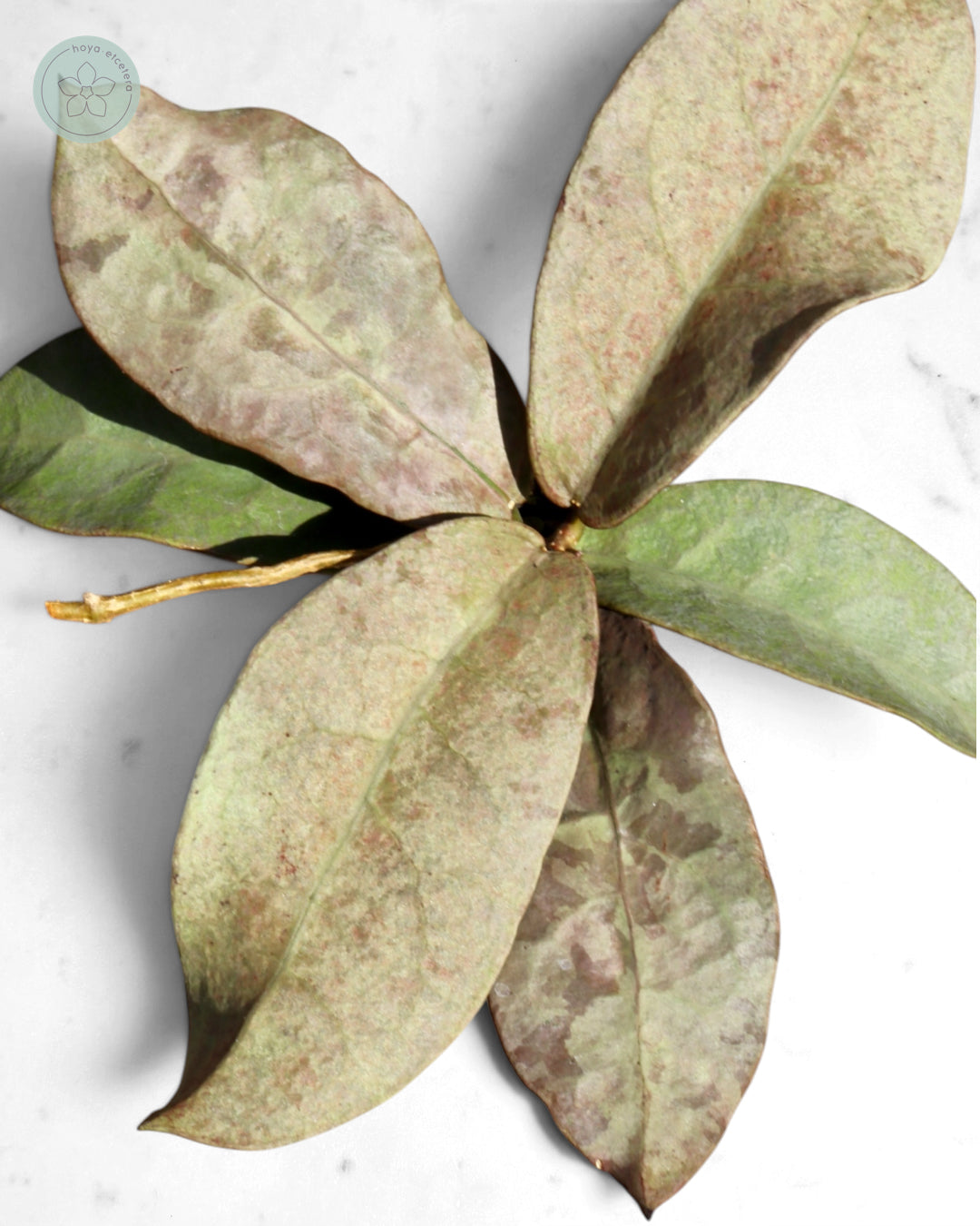 Hoya mitrata (Pearl Gold)