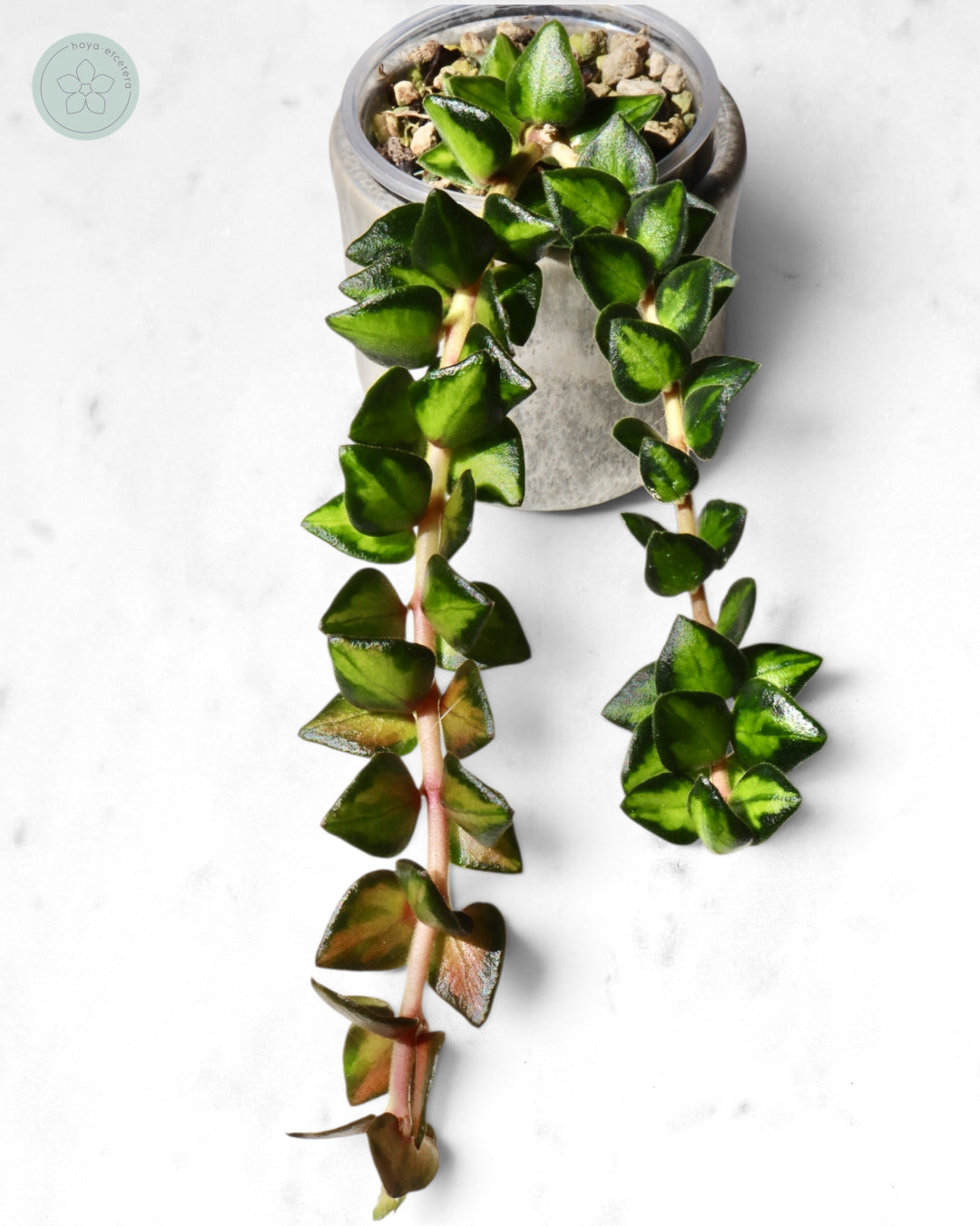 Hoya chinghungensis (variegated)