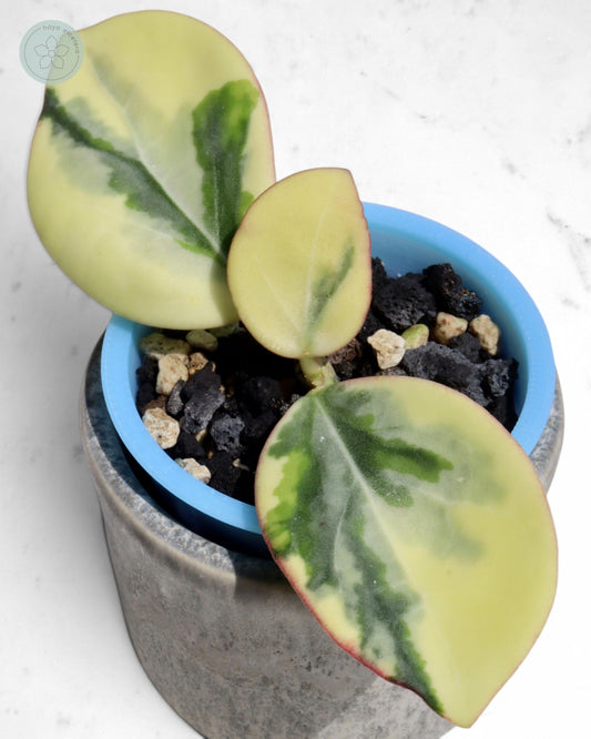 Hoya para 'Emerald Frost'