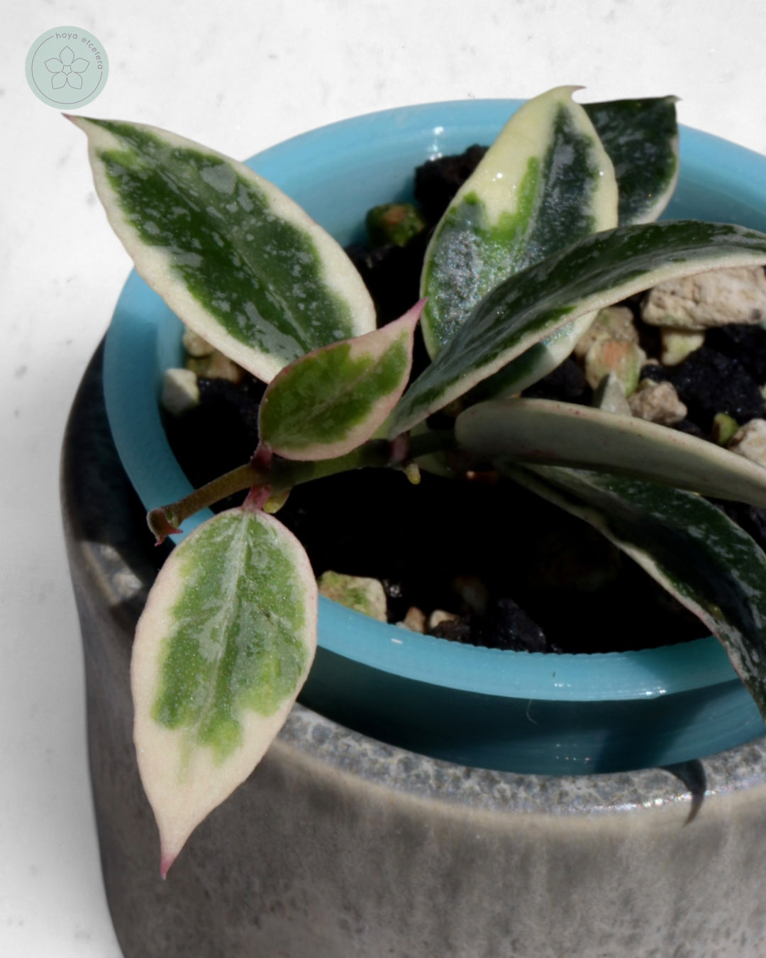 Hoya lacunosa 'Lumina'