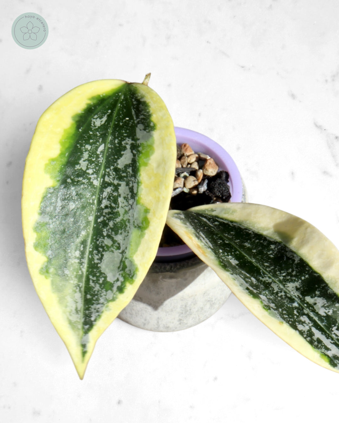 Hoya sp. Rangsan (albo splash)