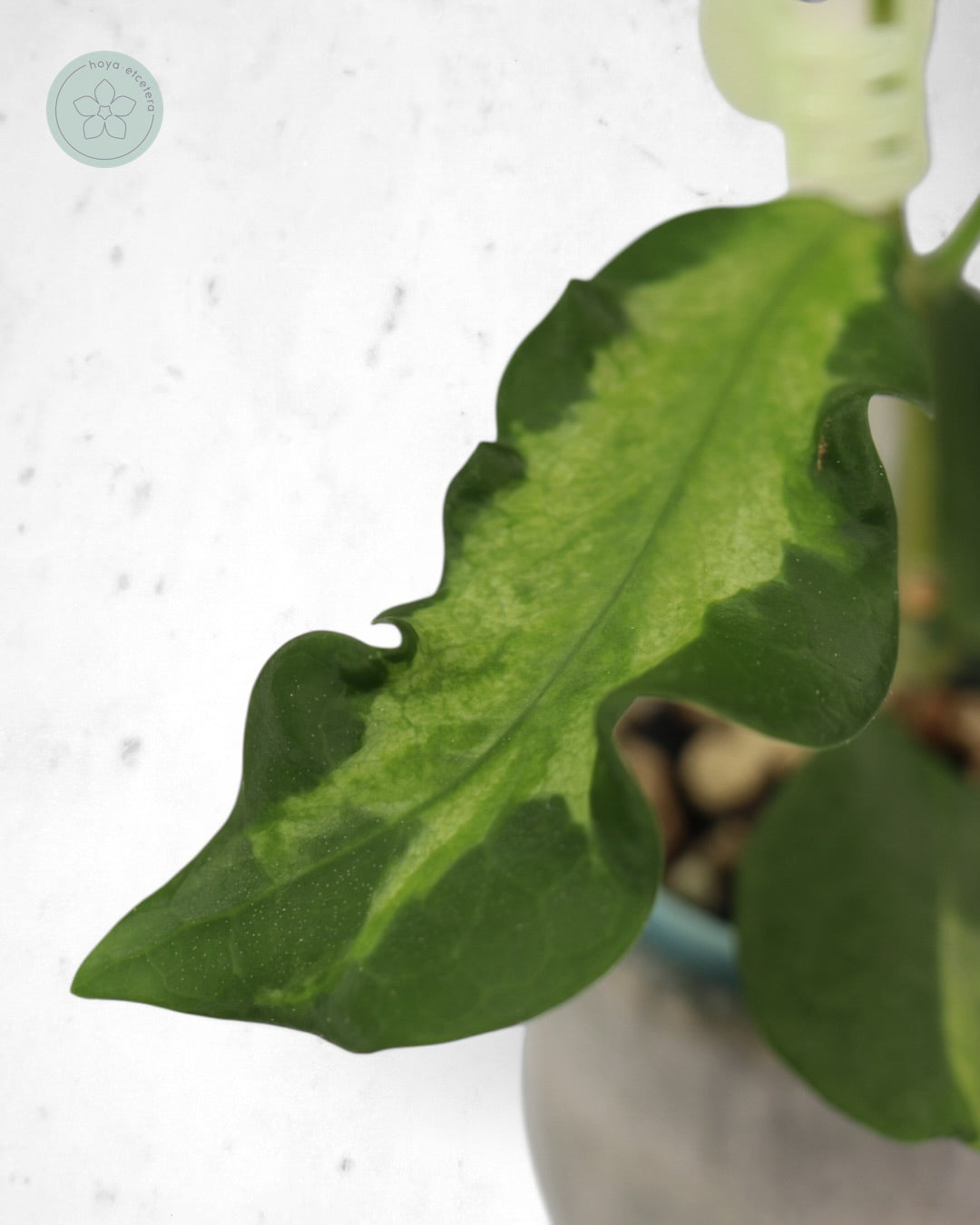 Hoya pimenteliana (variegated)