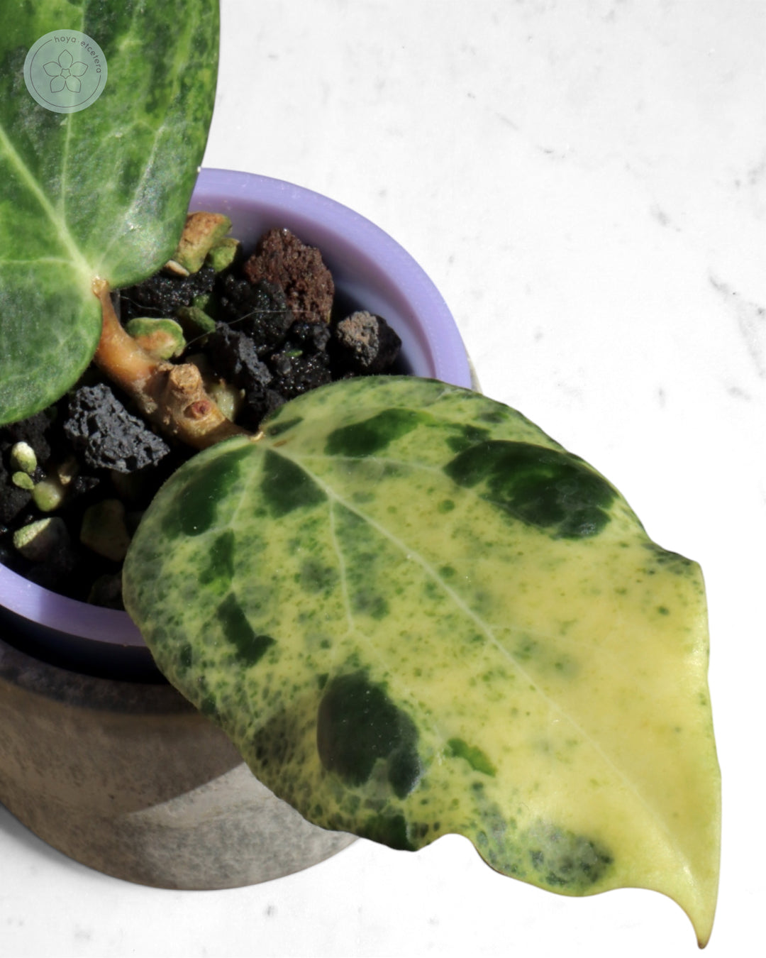 Hoya 'Candy'