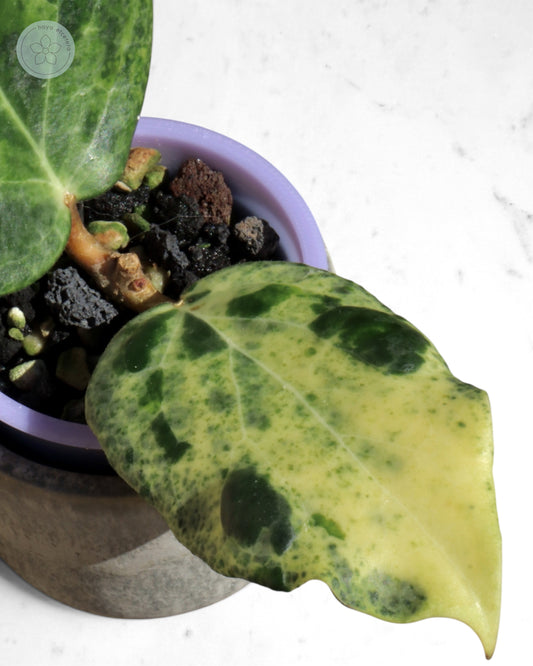 Hoya 'Candy'